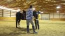 Phil on Timer teaching the horse to drop his hsead