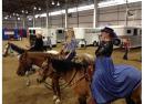 2012 Horse Expo Demo